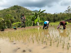 MUSIM TANAM PADI TIBA, BENIH VARIETAS SUPADI,INPARI 32,INPARI 42 MENJADI PRIMADONA PETANI HARGOMULYO