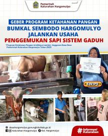 GEBER PROGRAM KETAHANAN PANGAN, BUMKAL HARGOMULYO JALANKAN USAHA  PENGGEMUKAN SAPI SISTEM GADUH